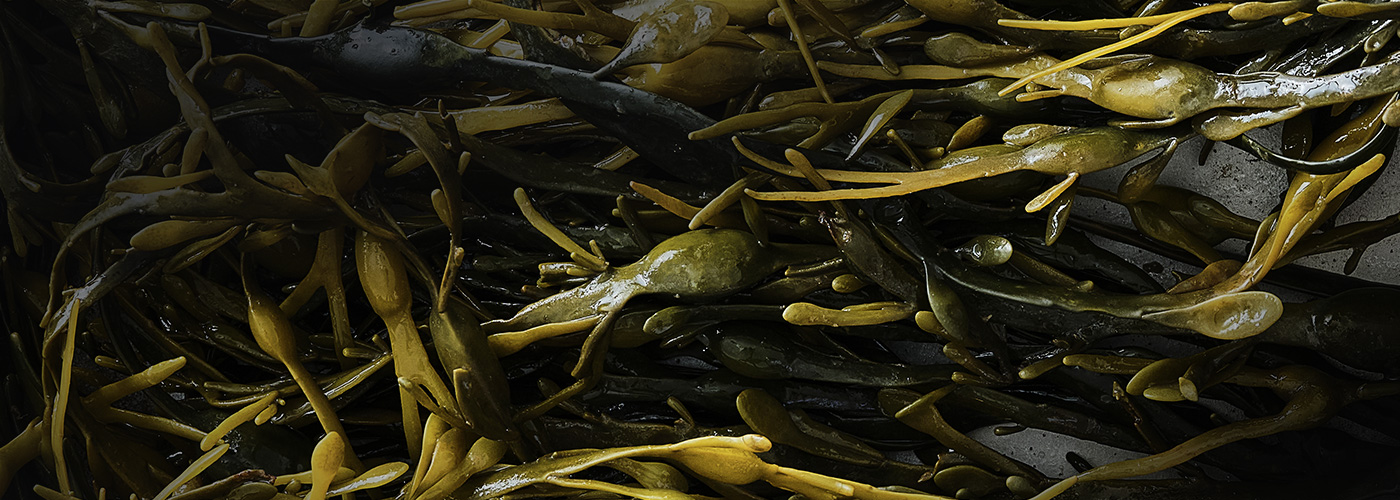 Kish Fish Quality Seafood