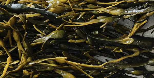 Kish Fish Quality Seafood