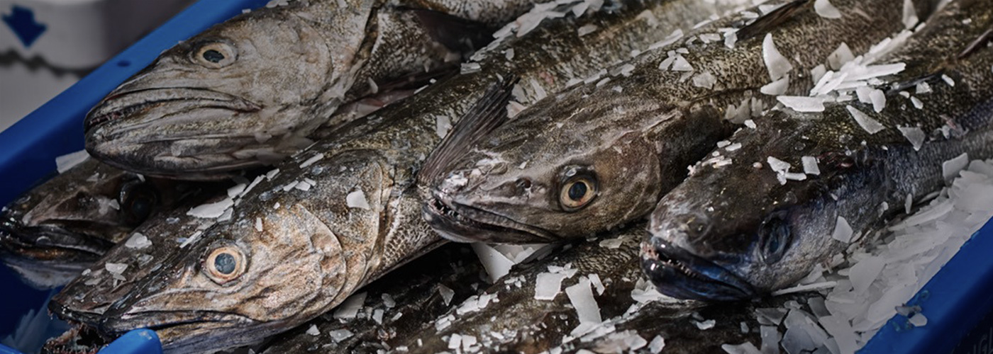 Kish Fish fresh fish
