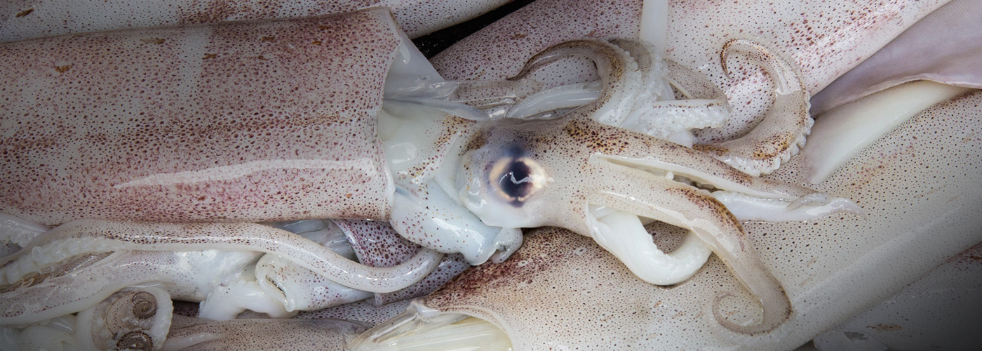 Kish Fish Fresh Seafood
