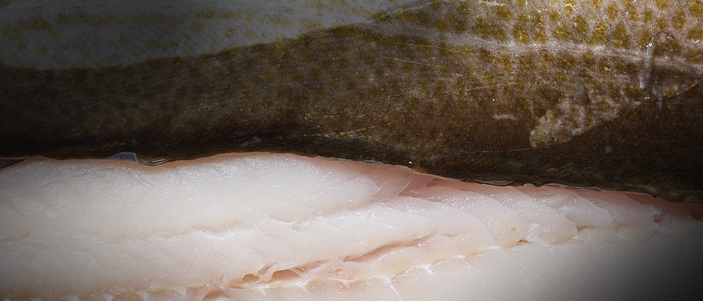 Kish Fish Cod