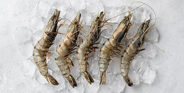 Kish Fish frozen seafood